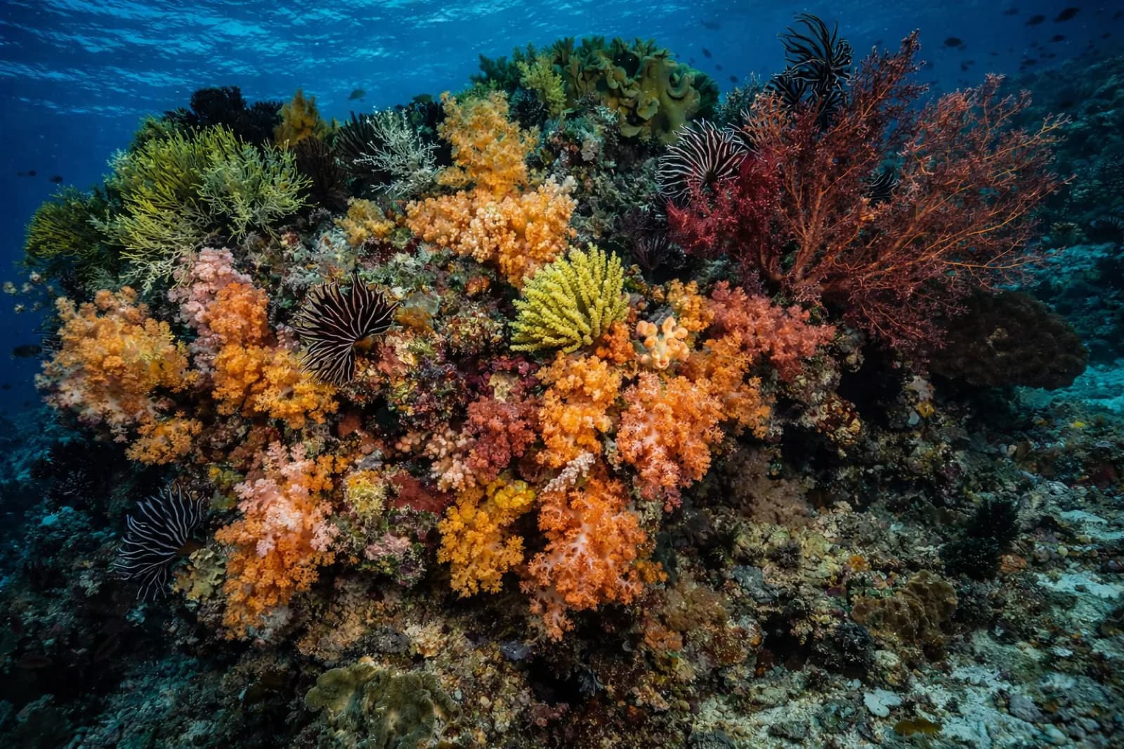 Atauro Blue Escape: Reef, Village & Sunset