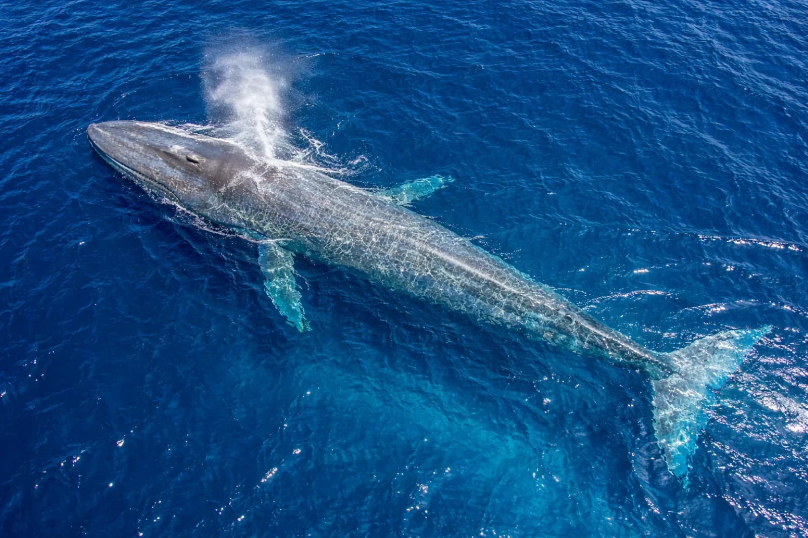 Whale Watching in Timor-Leste
