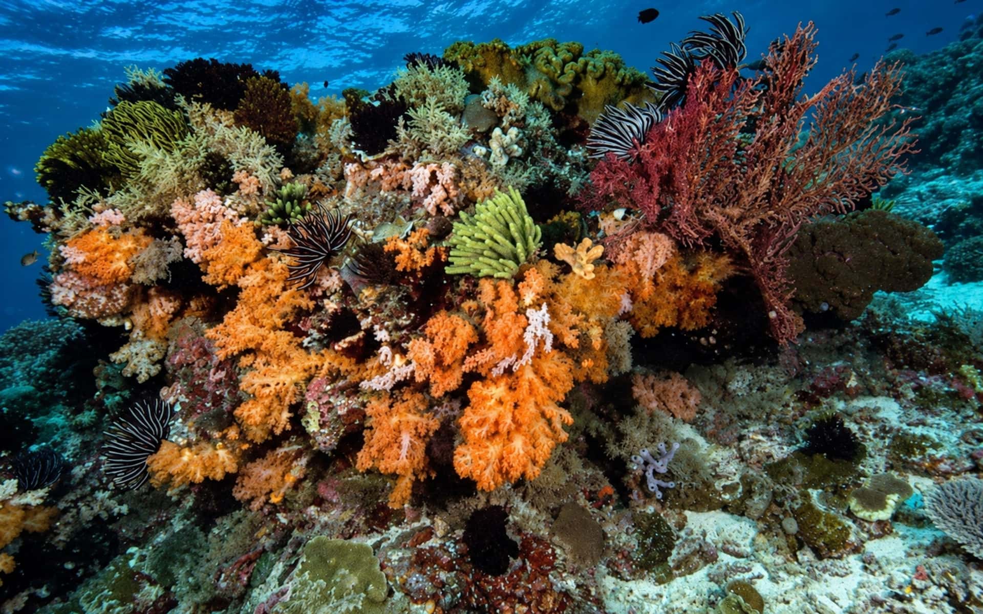 Shore Dive: House Reef (1/2)