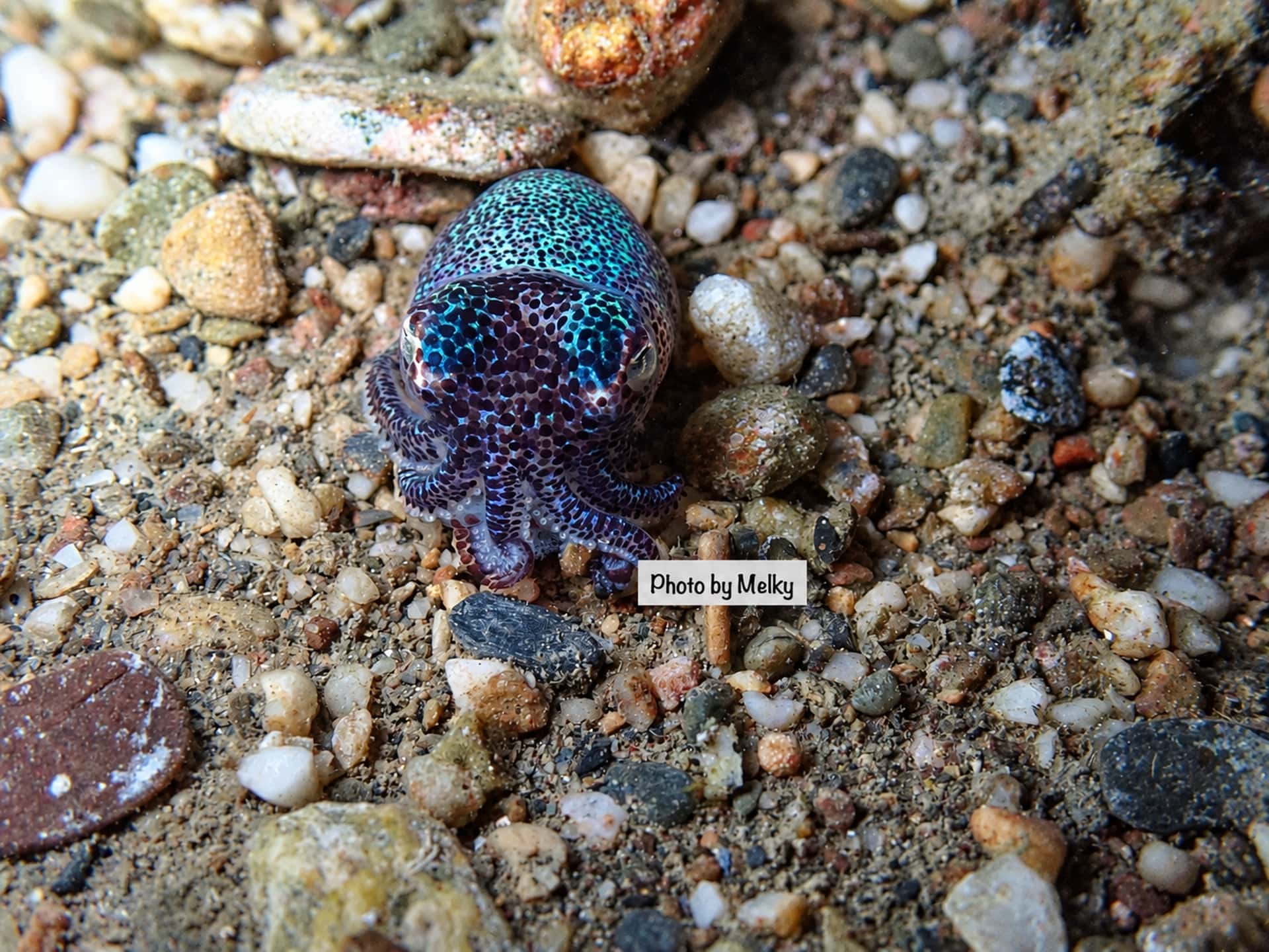 Dili Night Dive (1/3)