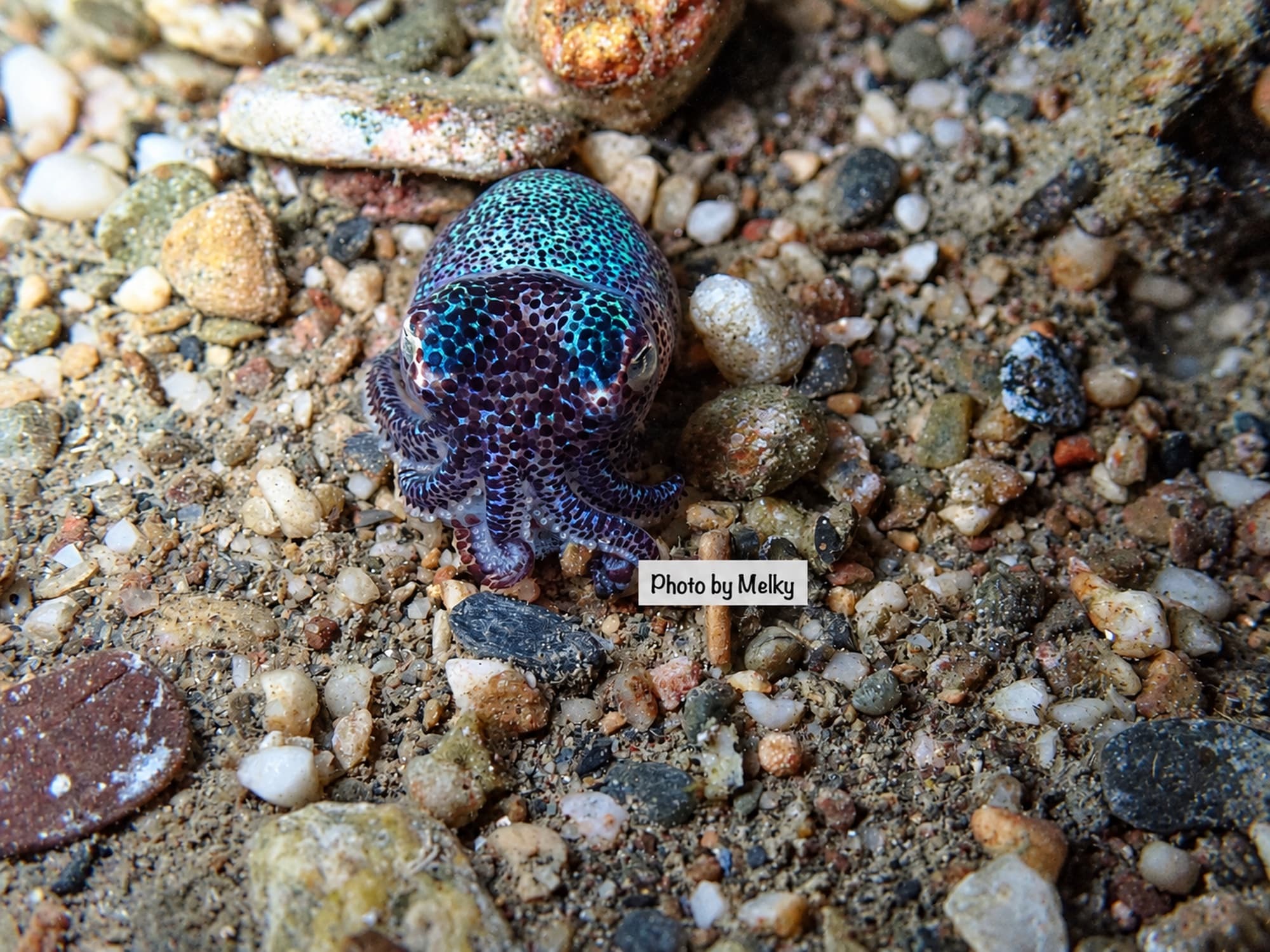 Dili Night Dive (1/3)