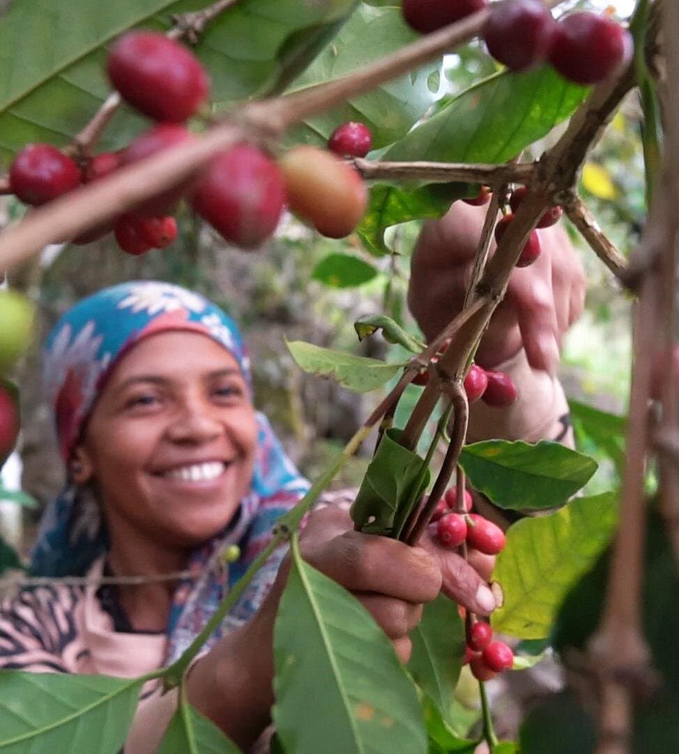 Coffee & Vanilla Highlands Day Tour