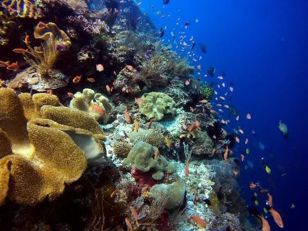 Dili Snorkelling Trip